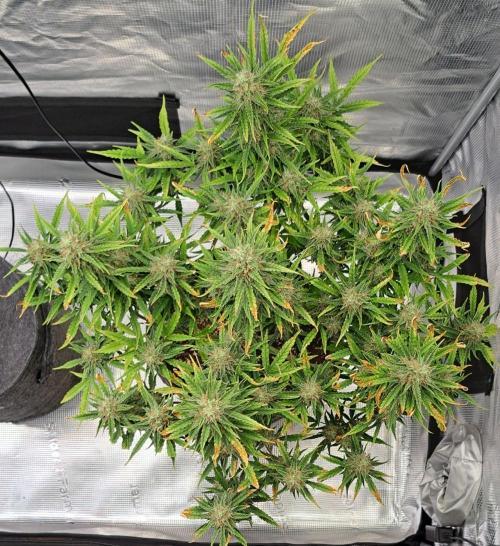 Berry Blues on the Roots for Venus. Week 9 - Day 61