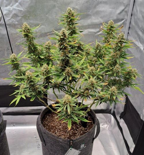 Berry Blues on the Roots for Venus. Week 9 - Day 61