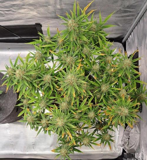 Berry Blues on the Roots for Venus. Week 9 - Day 62
