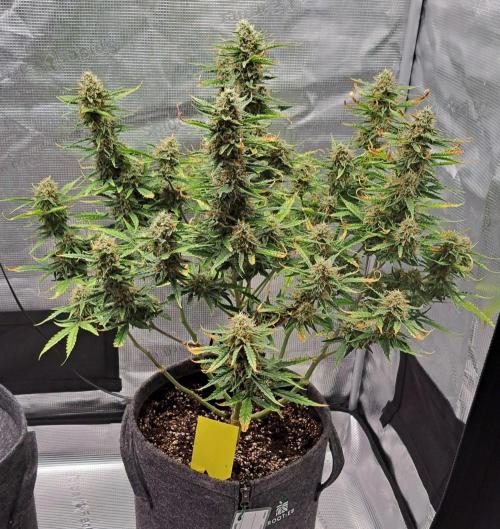 Berry Blues on the Roots for Venus. Week 9 - Day 62