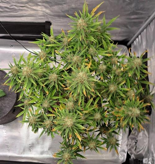 Berry Blues on the Roots for Venus. Week 9 - Day 63