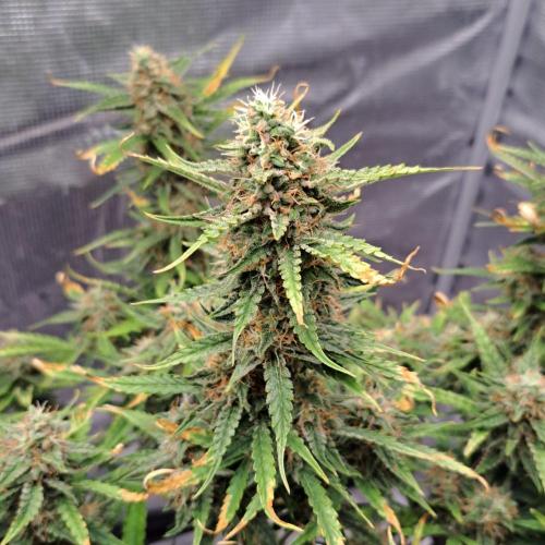 Berry Blues on the Roots for Venus. Week 9 - Day 63