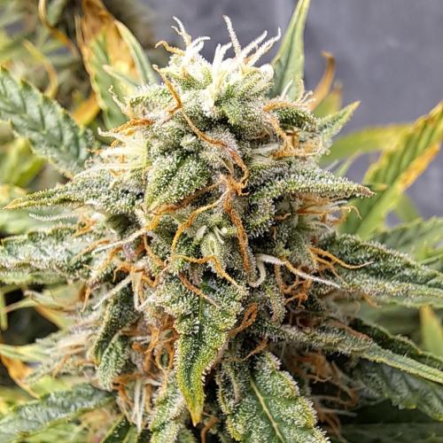 Berry Blues on the Roots for Venus. Week 9 - Day 63