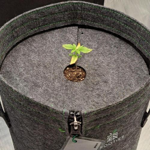 Purple Bananas spotted on Saturn. Week 2 - Day 9