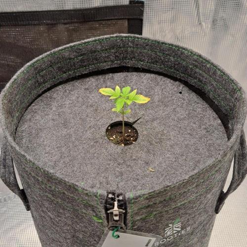 Purple Bananas spotted on Saturn. Week 2 - Day 12