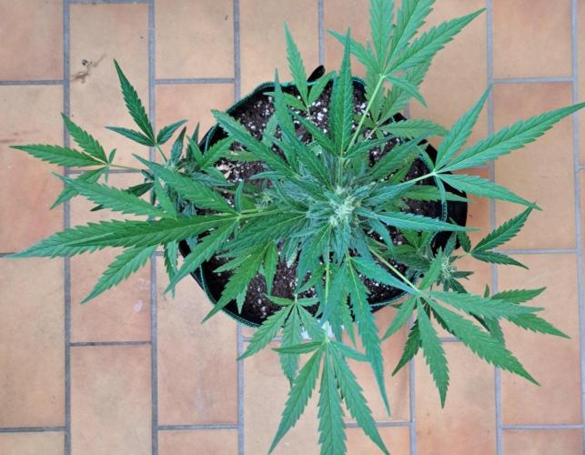 Super Boof on Earth. Week 11 - Day 71
