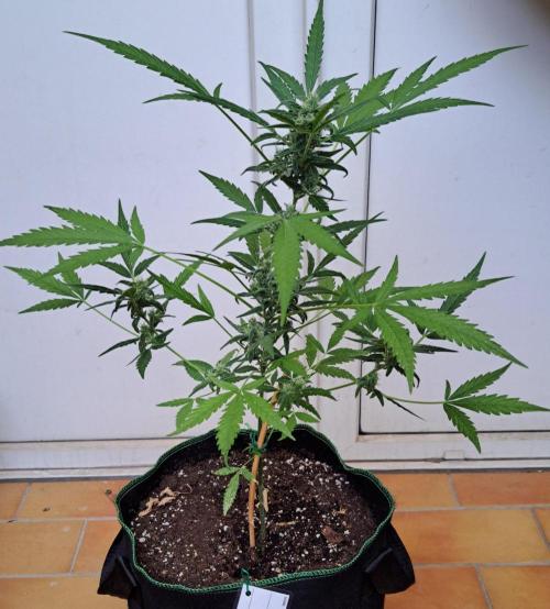 Super Boof on Earth. Week 11 - Day 71