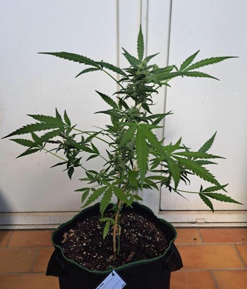 Super Boof on Earth. Week 11 - Day 74