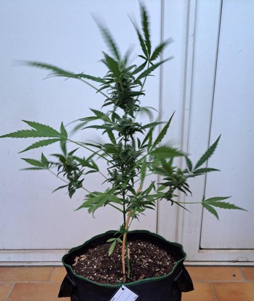 Super Boof on Earth. Week 11 - Day 77