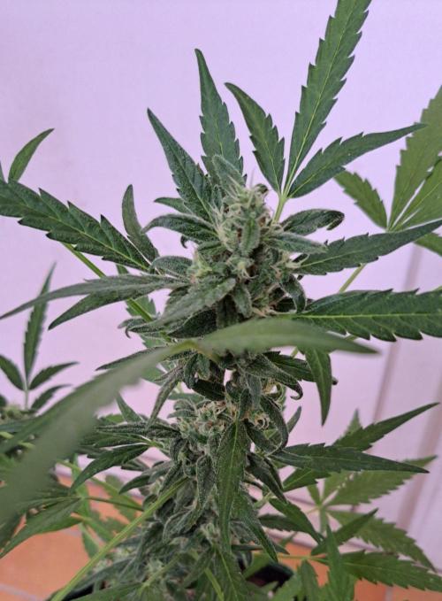 Super Boof on Earth. Week 11 - Day 77
