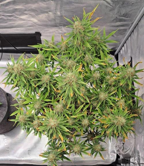 Berry Blues on the Roots for Venus. Week 10 - Day 64