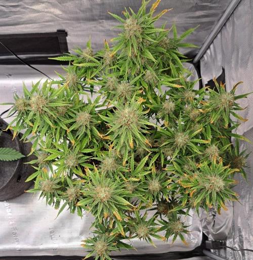 Berry Blues on the Roots for Venus. Week 10 - Day 66