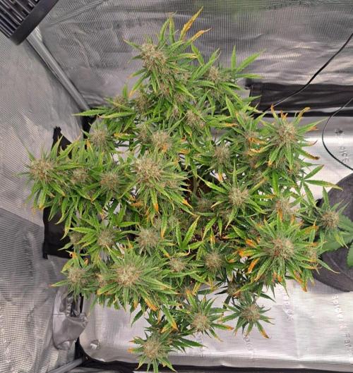 Berry Blues on the Roots for Venus. Week 10 - Day 68