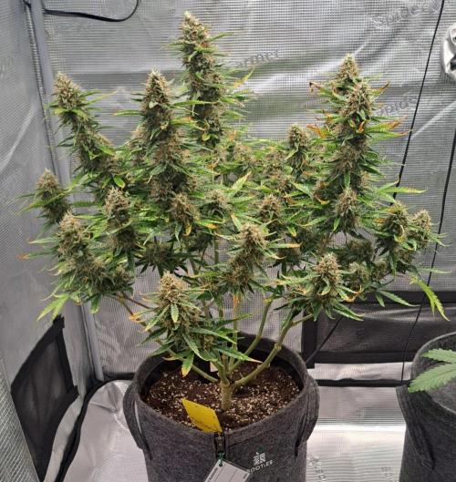 Berry Blues on the Roots for Venus. Week 10 - Day 6