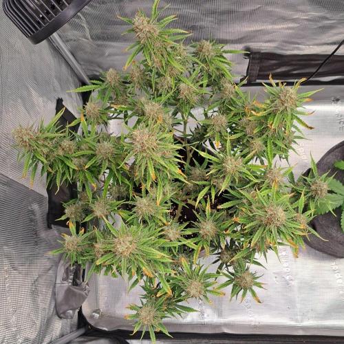 Berry Blues on the Roots for Venus. Week 10 - Day 70
