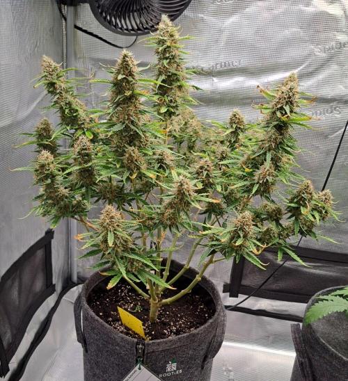 Berry Blues on the Roots for Venus. Week 10 - Day 70