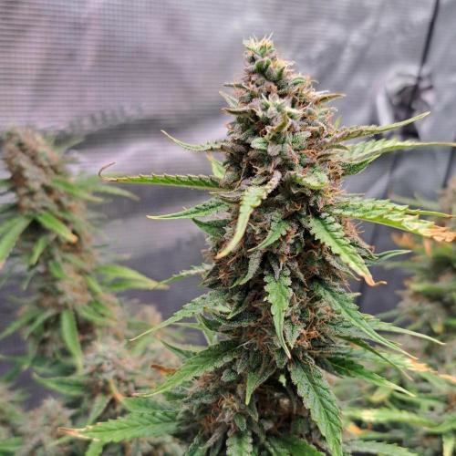 Berry Blues on the Roots for Venus. Week 10 - Day 70