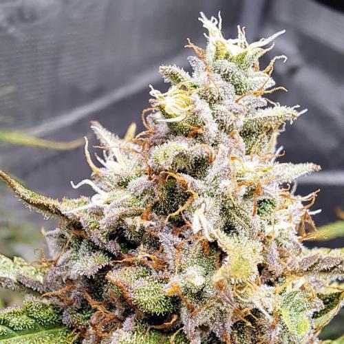 Berry Blues on the Roots for Venus. Week 10 - Day 70