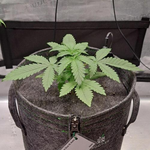 Fruity glue for Venus. Week 3 - Day 17