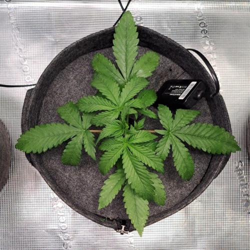 Fruity glue for Venus. Week 3 - Day 18