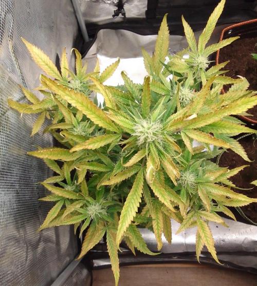 Purple skunks on Mars. Week 8 - Day 50