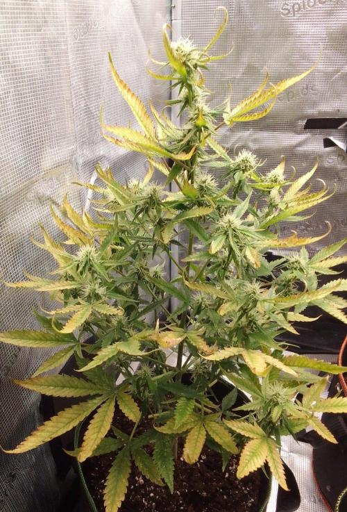 Purple skunks on Mars. Week 8 - Day 50