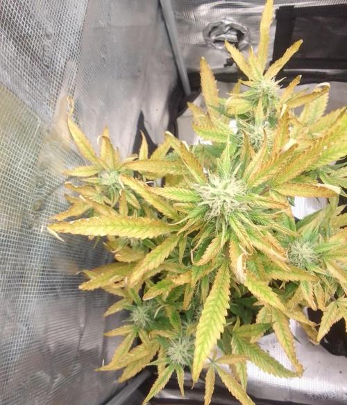 Purple skunks on Mars. Week 8 - Day 52