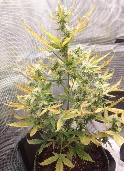 Purple skunks on Mars. Week 8 - Day 52