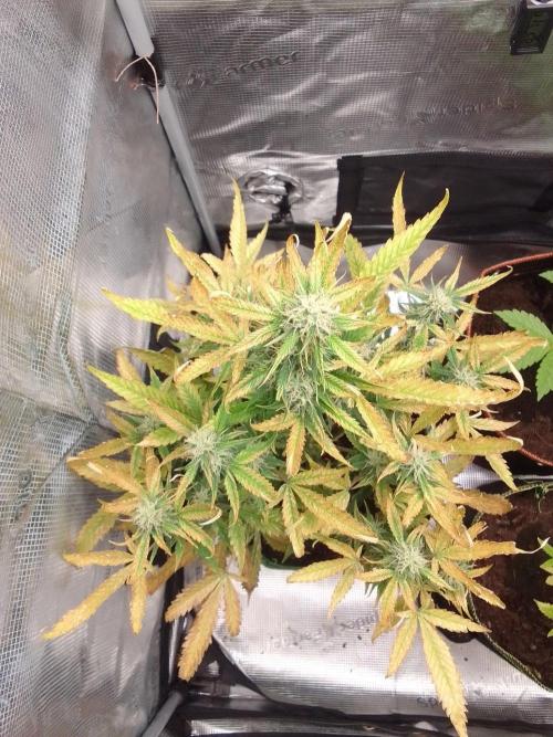 Purple skunks on Mars. Week 8 - Day 54