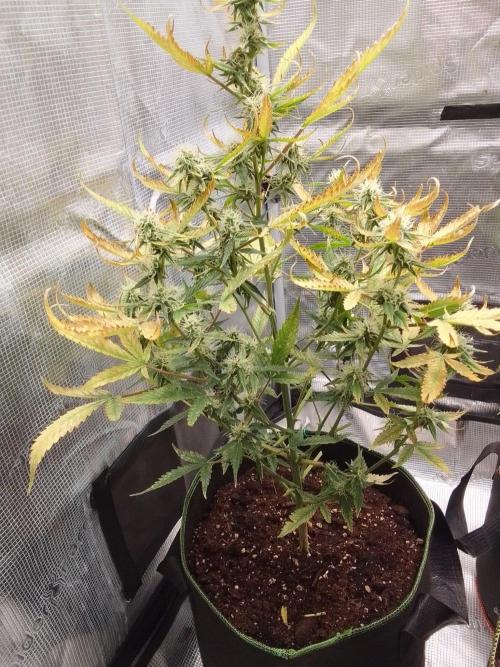 Purple skunks on Mars. Week 8 - Day 54