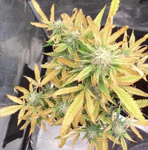 Purple skunks on Mars. Week 8 - Day 56