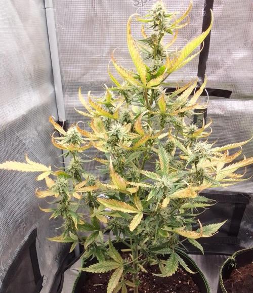 Purple skunks on Mars. Week 8 - Day 56
