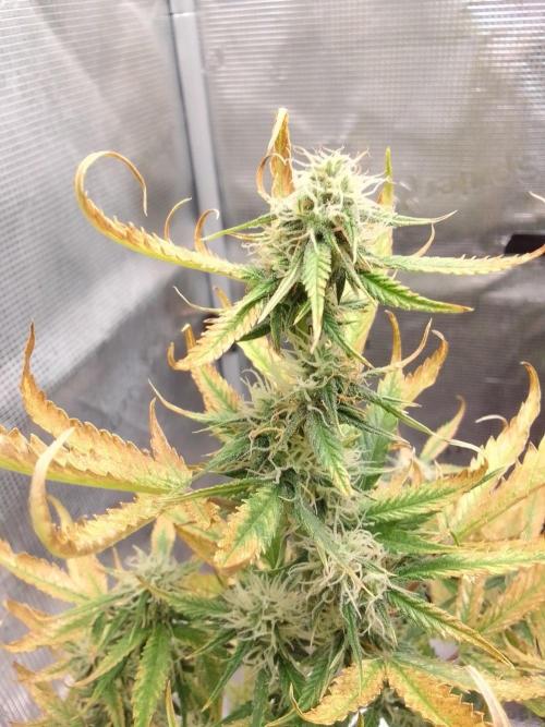 Purple Skunk Auto. Week 8
