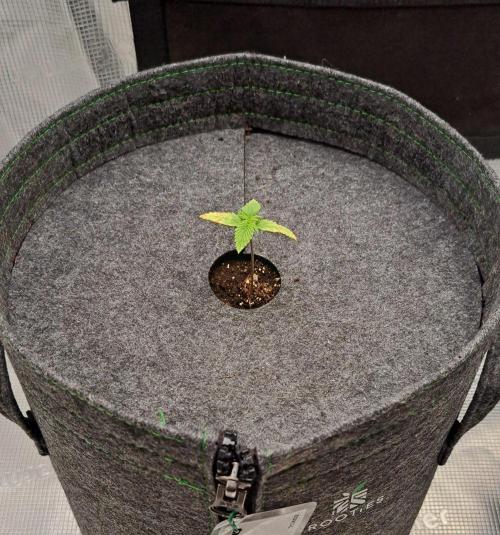 Tropical cherry for Saturn. Week 2 - Day 8