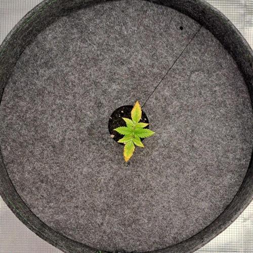 Tropical cherry for Saturn. Week 2 - Day 12