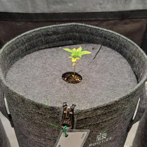 Tropicanna Cherry XL Auto. Week 2
