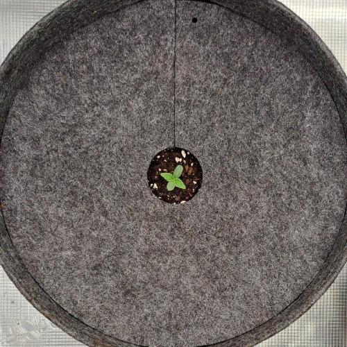 Saturn is super boofing. Week 1 - Day 2