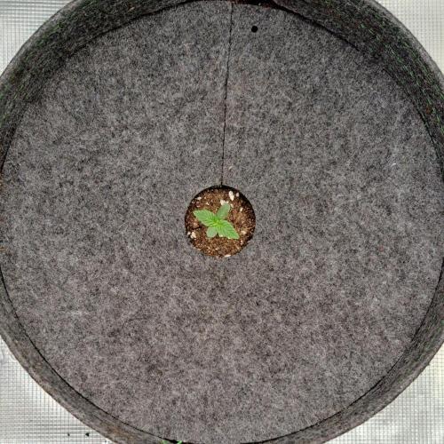 Saturn is super boofing. Week 1 - Day 3
