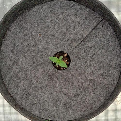 Saturn is super boofing. Week 1 - Day 4