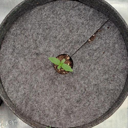 Saturn is super boofing. Week 1 - Day 5