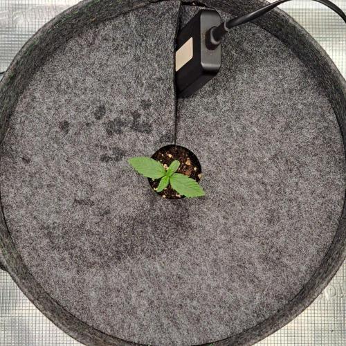 Saturn is super boofing. Week 1 - Day 6