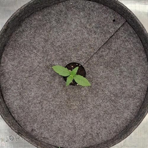 Saturn is super boofing. Week 1 - Day 7