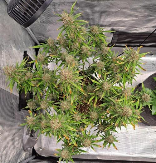 Berry Blues on the Roots for Venus. Week 11 - Day 71