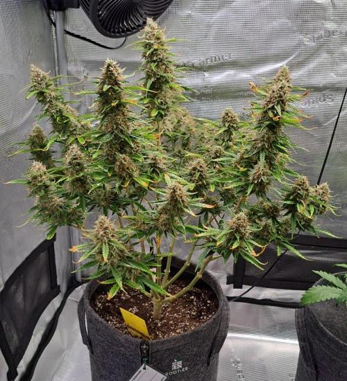 Berry Blues on the Roots for Venus. Week 11 - Day 71