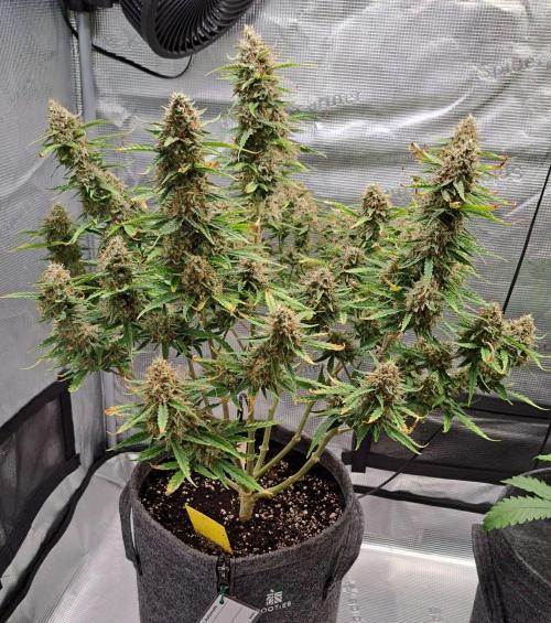 Berry Blues on the Roots for Venus. Week 11 - Day 73