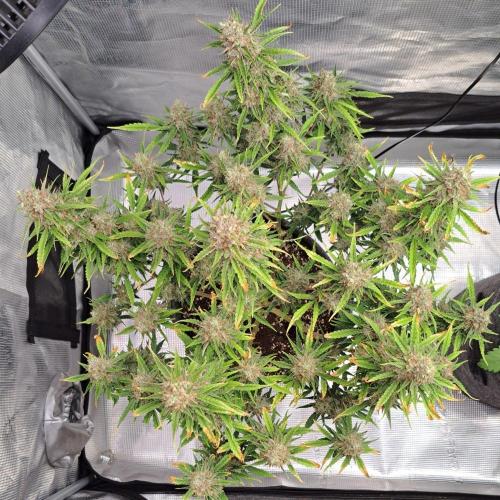 Berry Blues on the Roots for Venus. Week 11 - Day 75