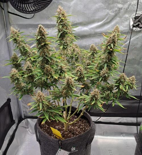 Berry Blues on the Roots for Venus. Week 11 - Day 75