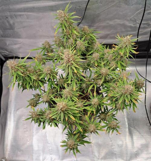 Berry Blues on the Roots for Venus. Week 11 - Day 77
