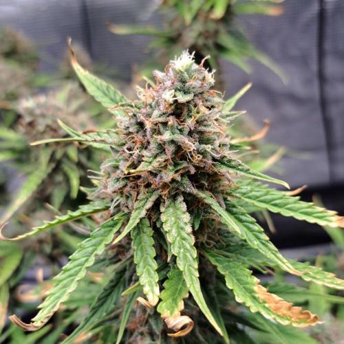 Berry Blues on the Roots for Venus. Week 11 - Day 77