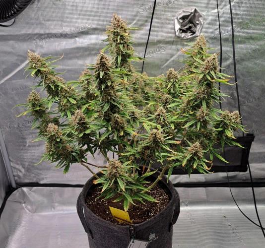Berry Blues on the Roots for Venus. Week 11 - Day 77